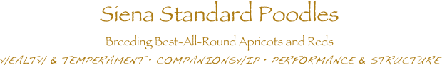 Siena Standard Poodles
Breeding Best-All-Round Apricots and Reds 
HEALTH & TEMPERAMENT • COMPANIONSHIP • PERFORMANCE & STRUCTURE