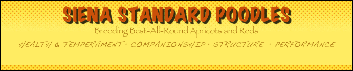 Siena Standard Poodles
Breeding Best-All-Round Apricots and Reds 
HEALTH & TEMPERAMENT • COMPANIONSHIP • STRUCTURE  • PERFORMANCE